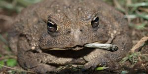 wp-content/uploads/cool-toad-frank-boston-fixersphotos-by-300x150.jpg